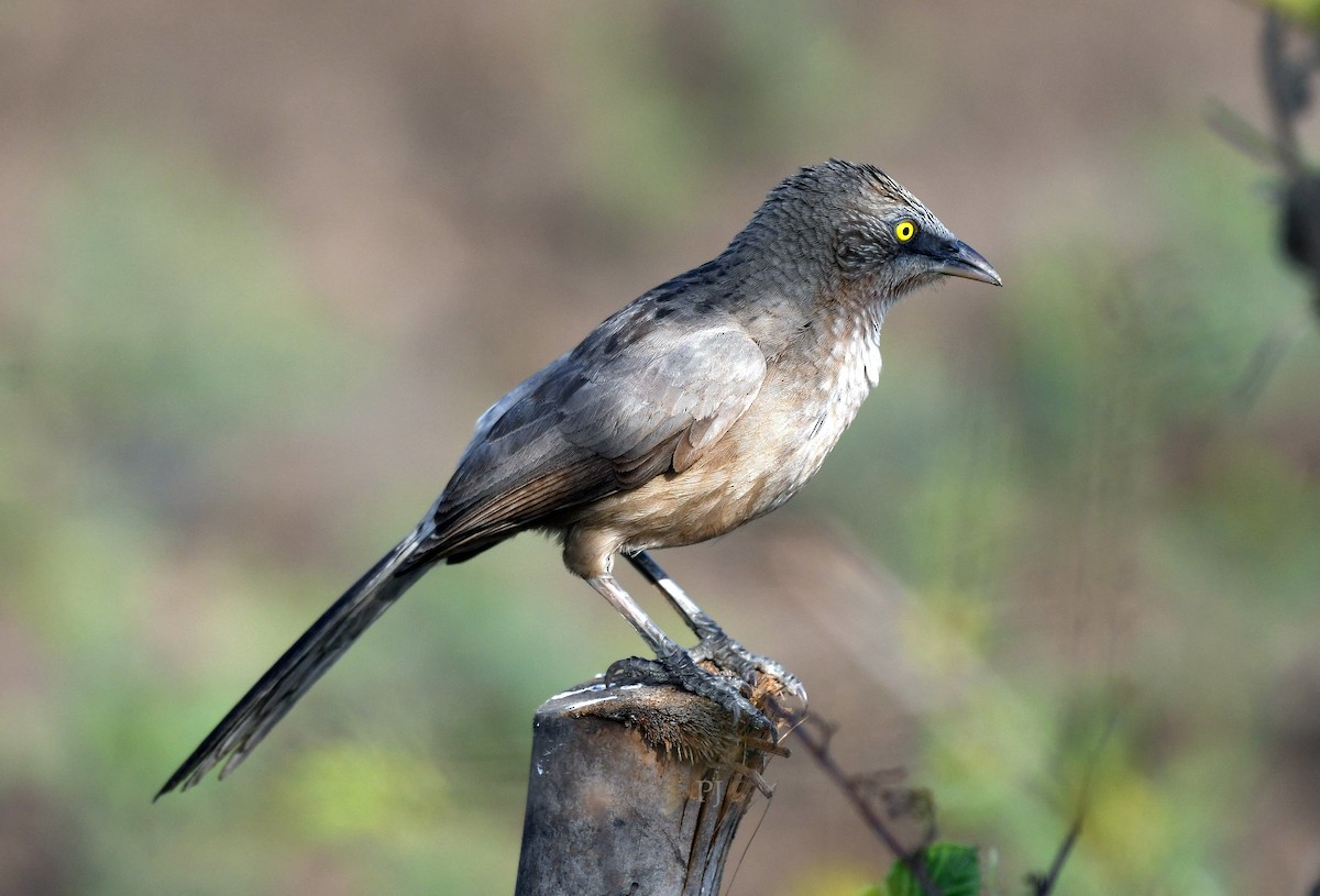 Large Gray Babbler - ML646685978