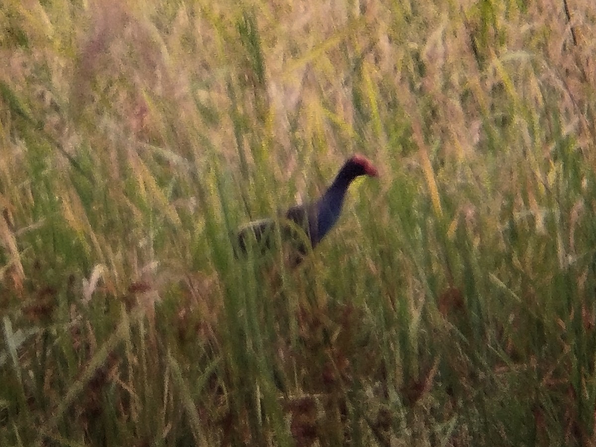 Black-backed Swamphen - ML646685982