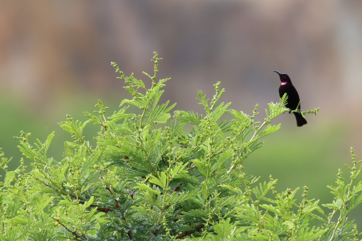 Amethyst Sunbird - ML646685984