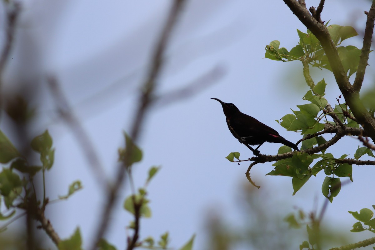 Amethyst Sunbird - ML646685985