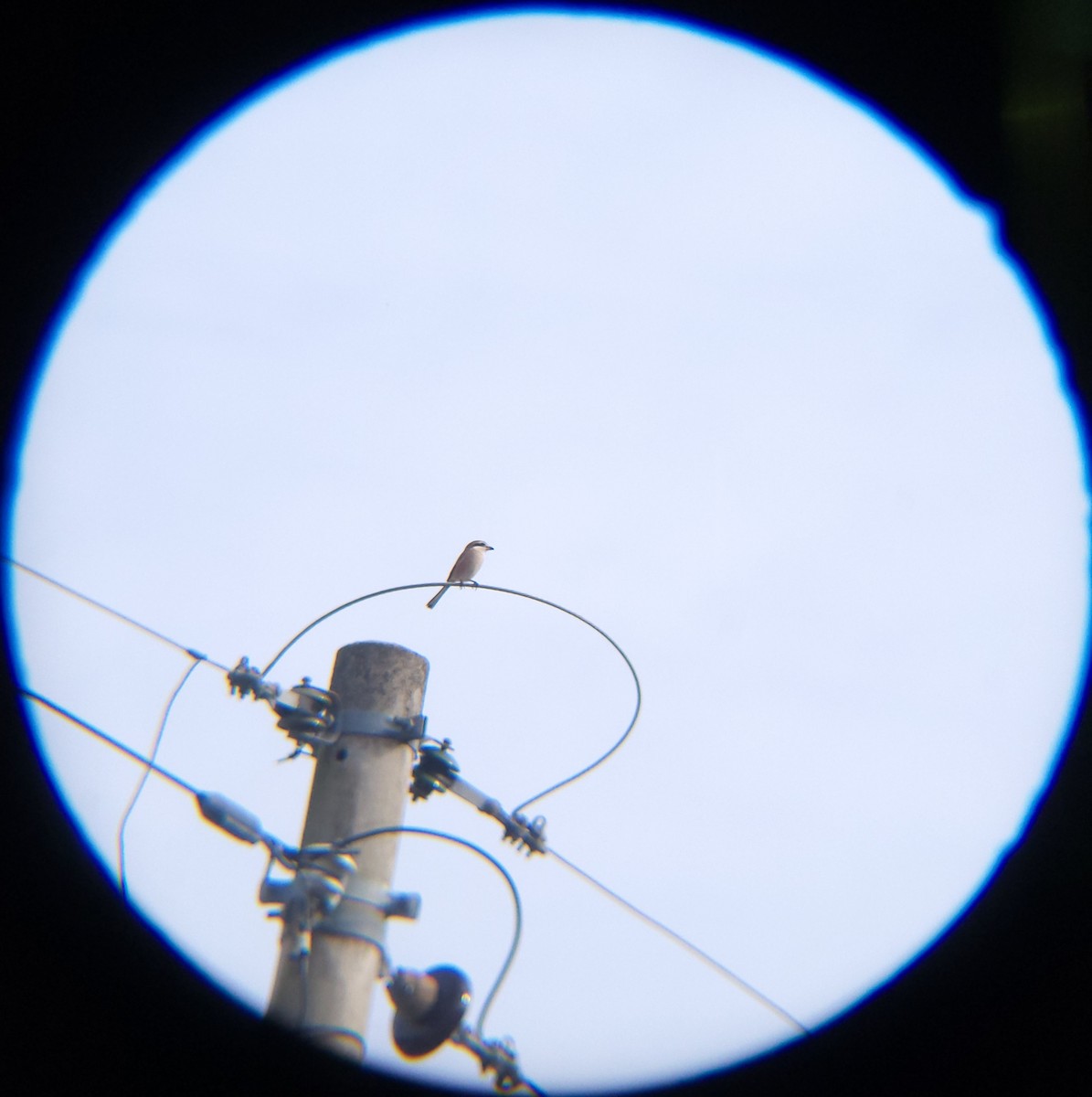 Bull-headed Shrike - ML646685986