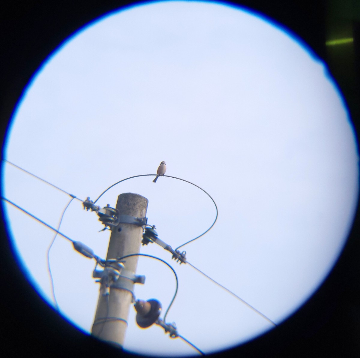 Bull-headed Shrike - ML646685987