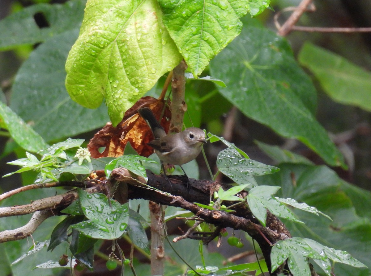 Мухоловка північна - ML646685990