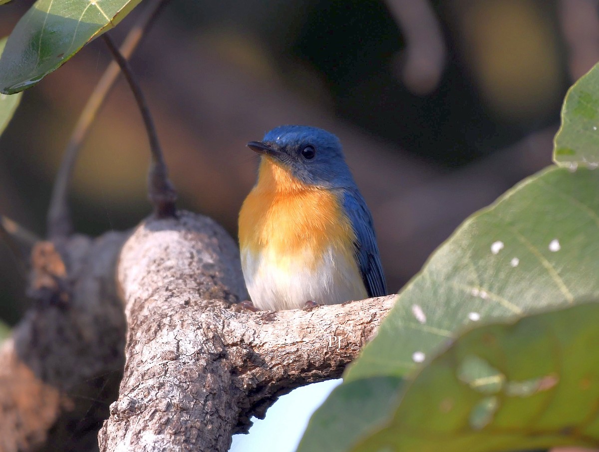 Tickell's Blue Flycatcher - ML646685991