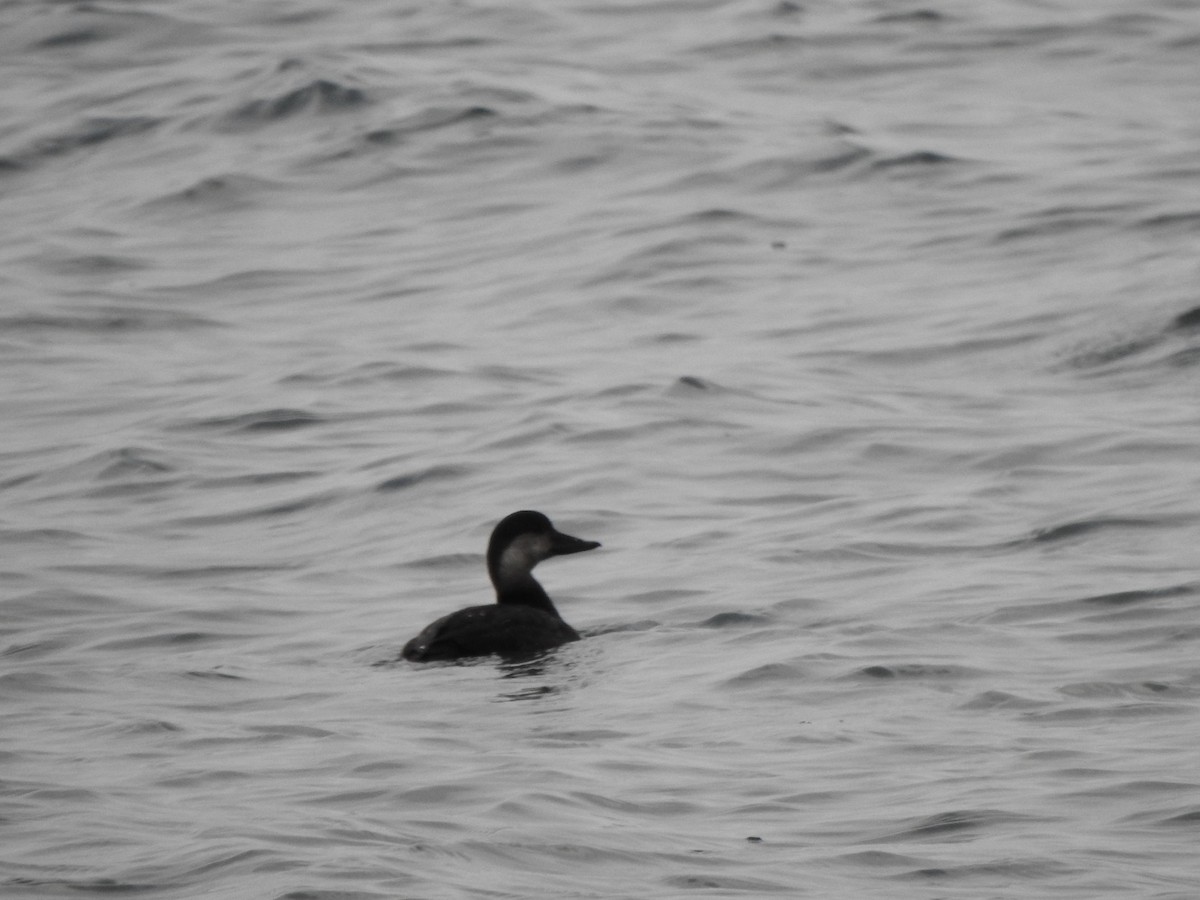 rødfotand - ML646685997