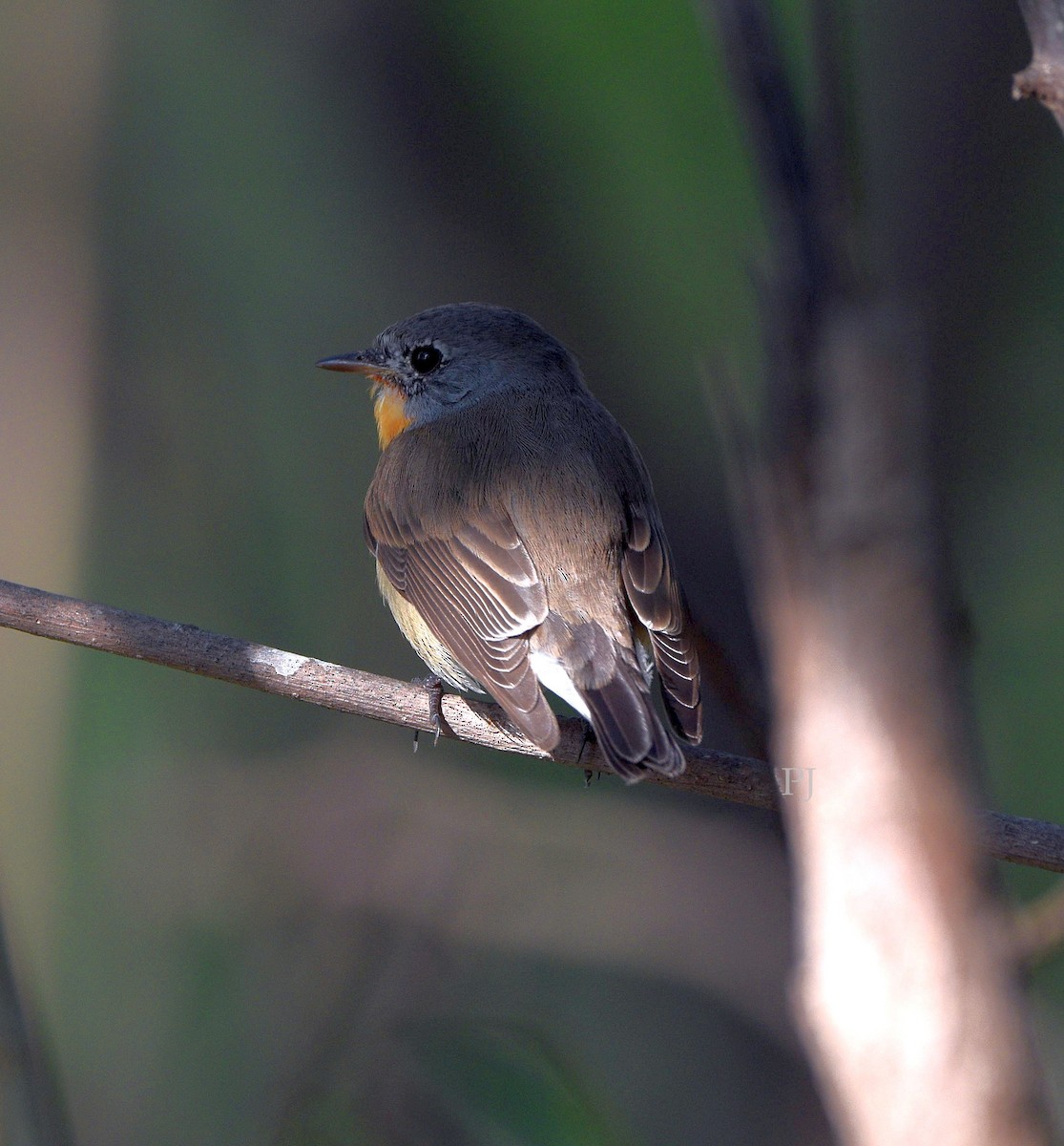 Red-breasted Flycatcher - ML646686002