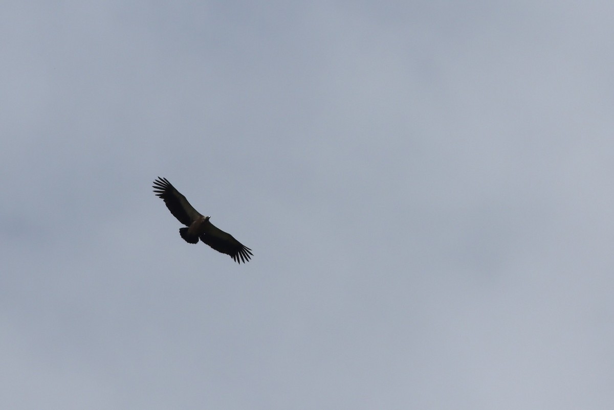 Buitre Dorsiblanco Africano - ML646686004