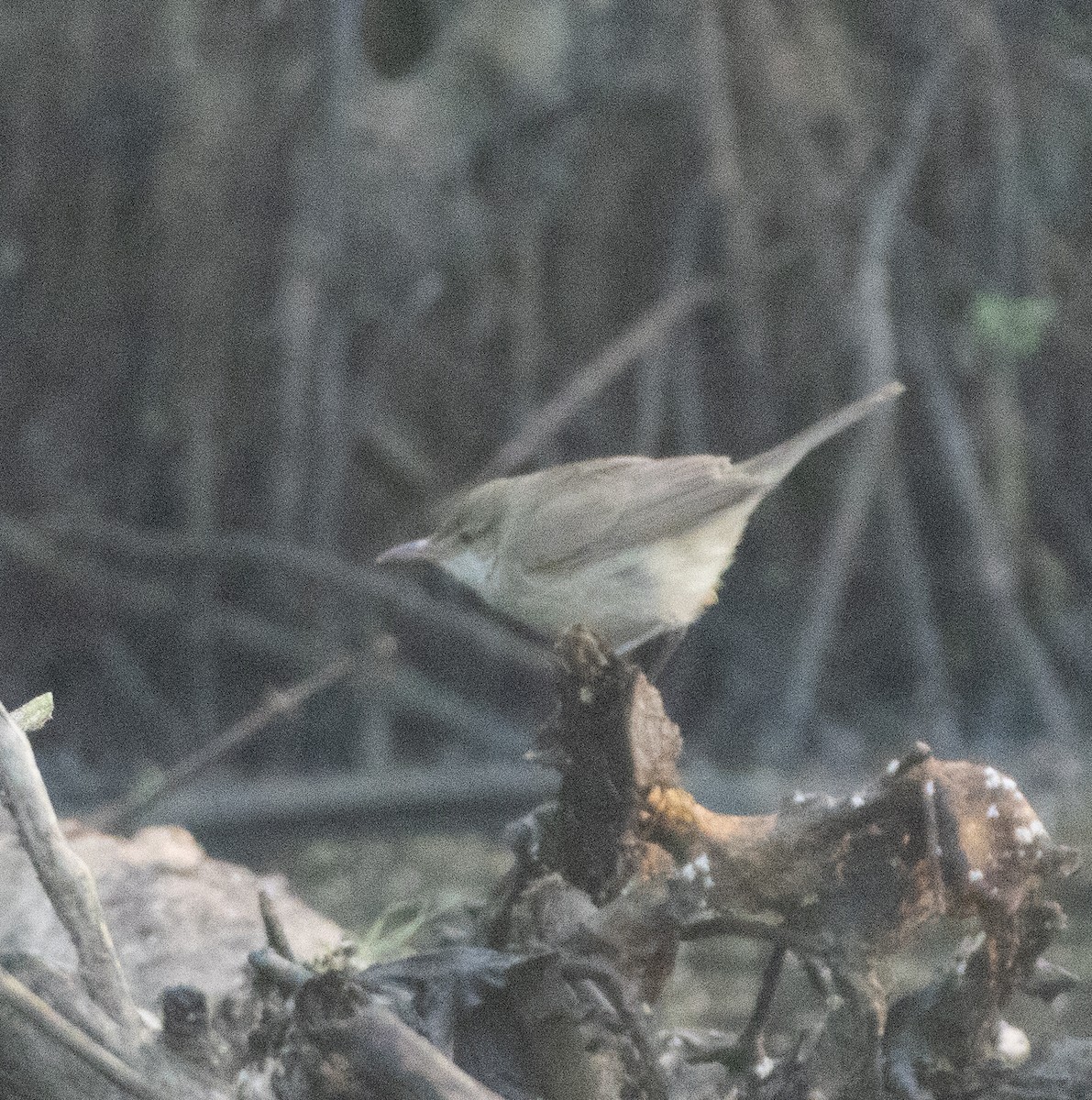 Clamorous Reed Warbler - ML646686005