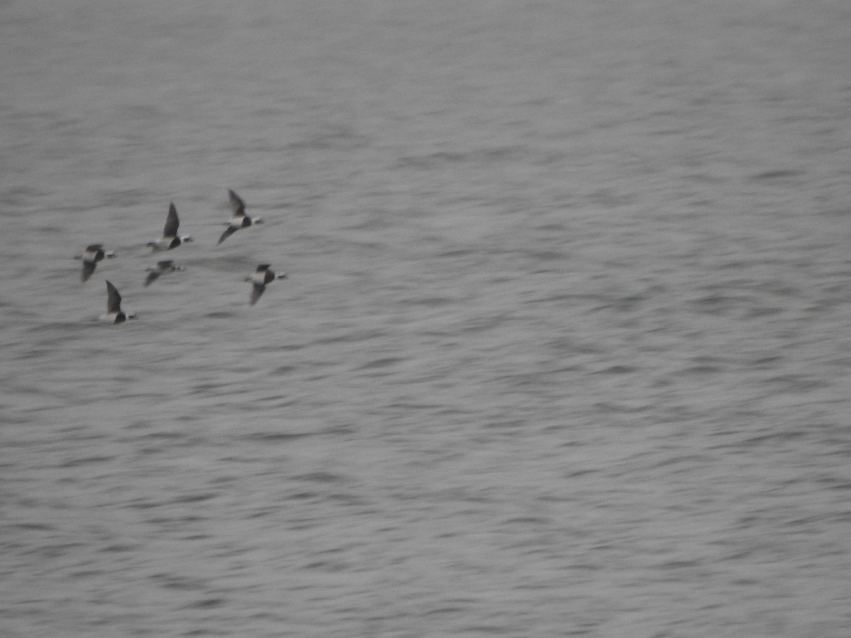 Long-tailed Duck - ML646686008