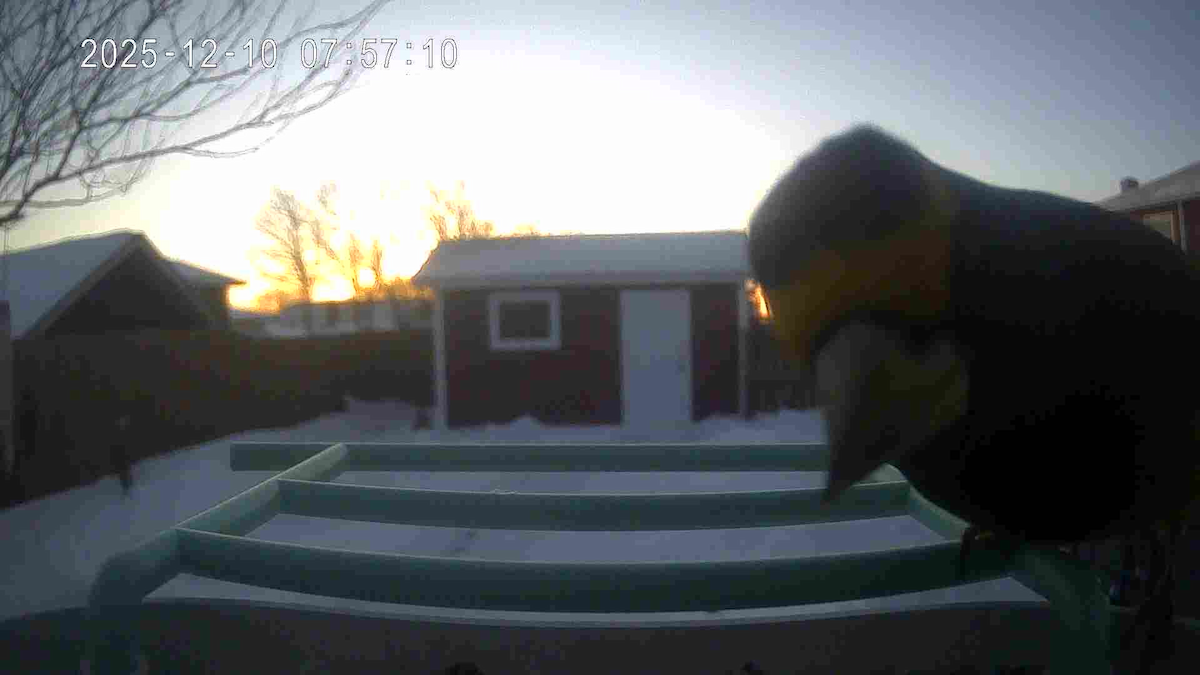 Evening Grosbeak - ML646686011