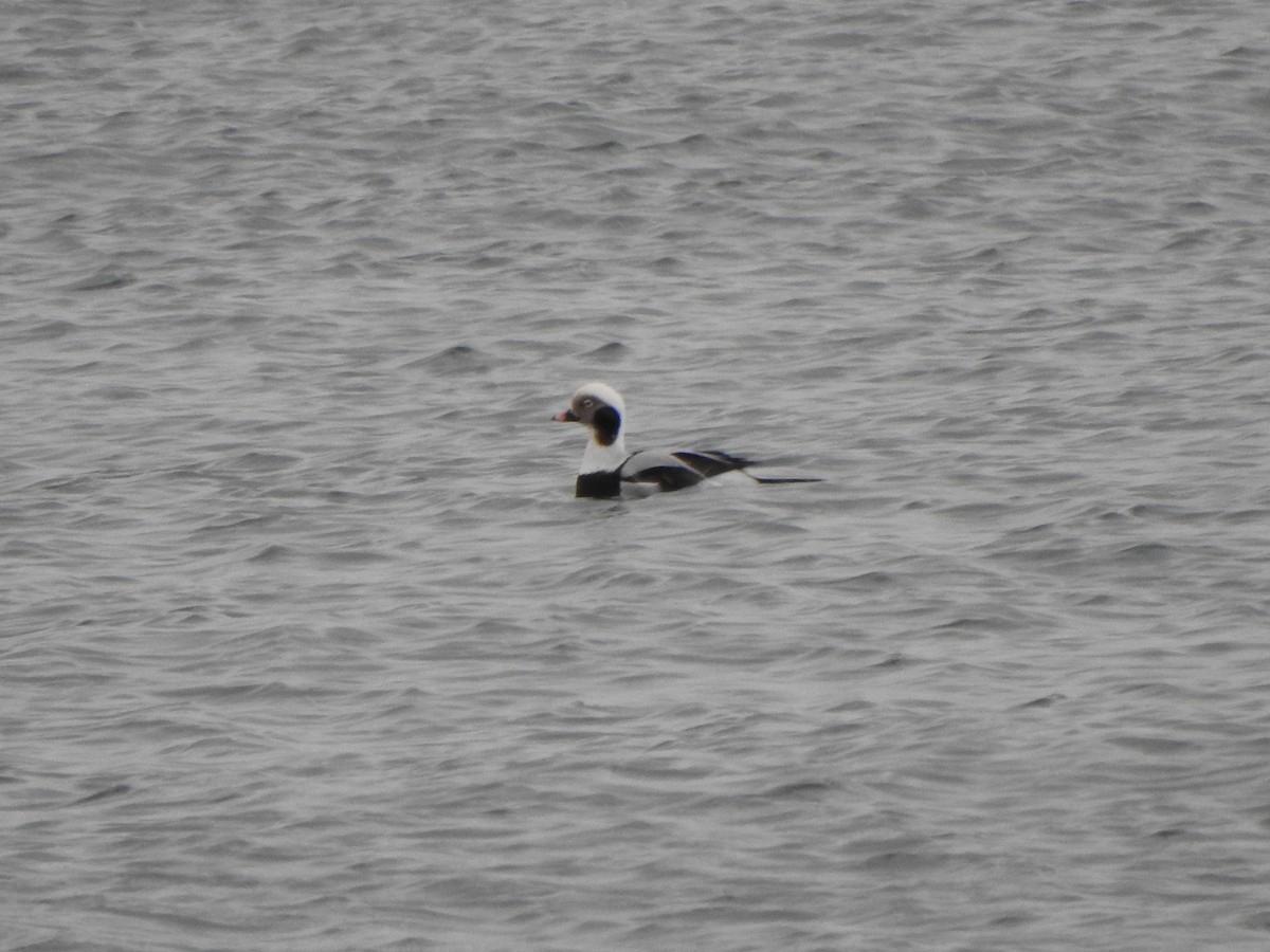 Long-tailed Duck - ML646686012