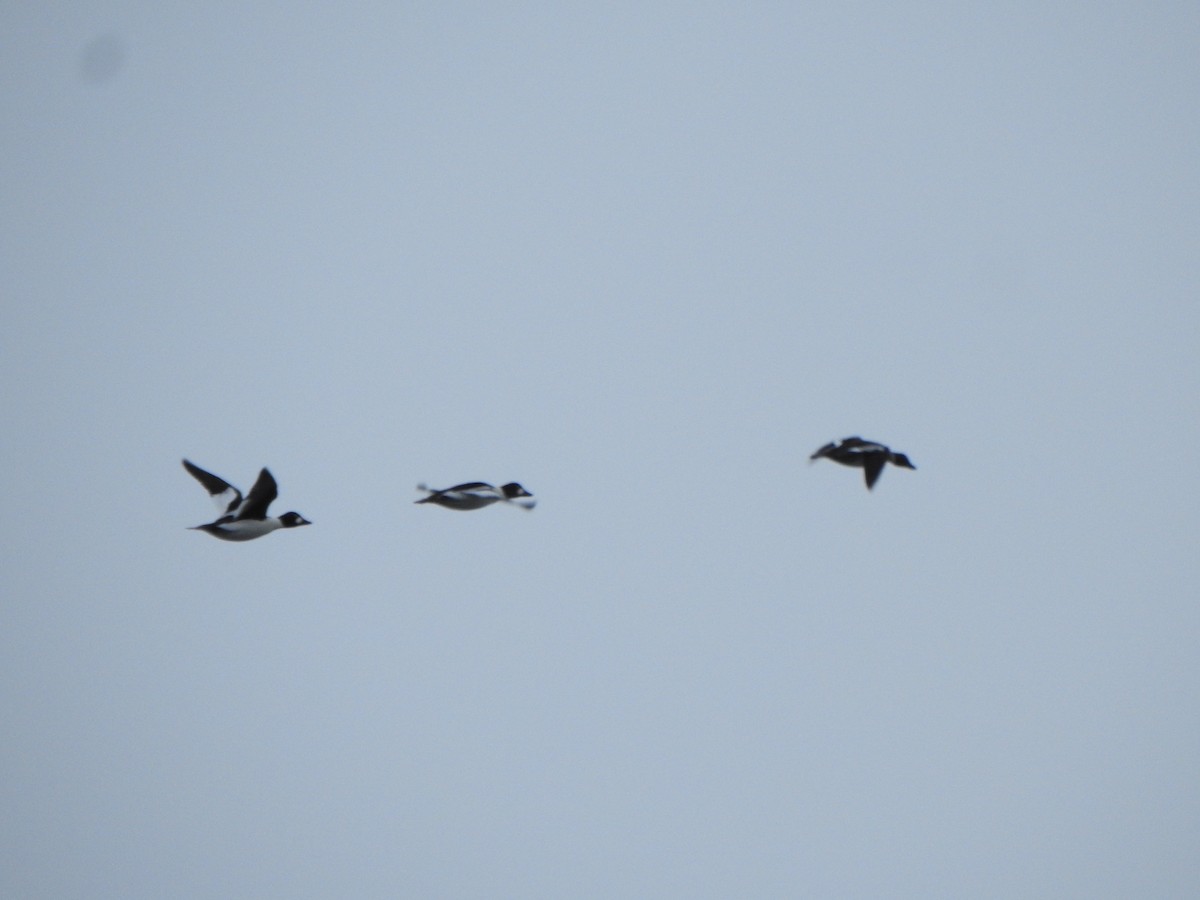 Common Goldeneye - ML646686027