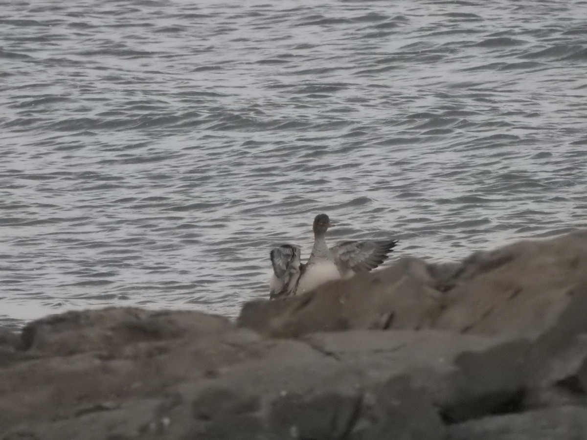 Red-breasted Merganser - ML646686038