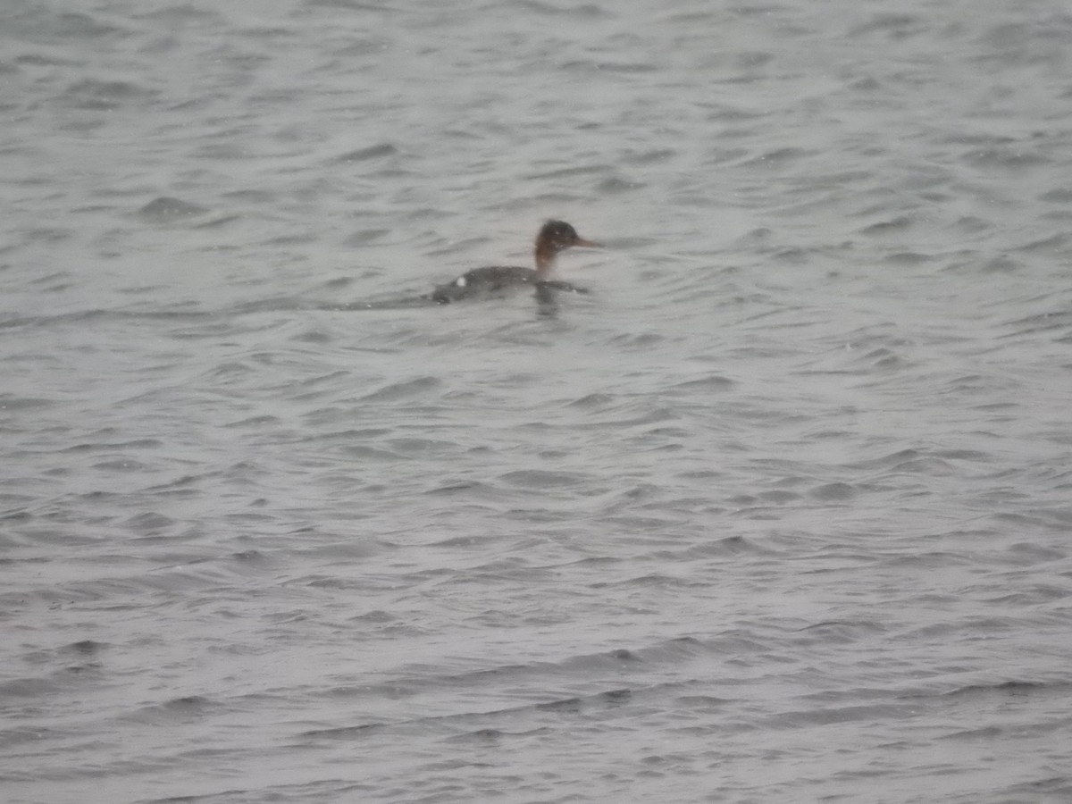 Red-breasted Merganser - ML646686040