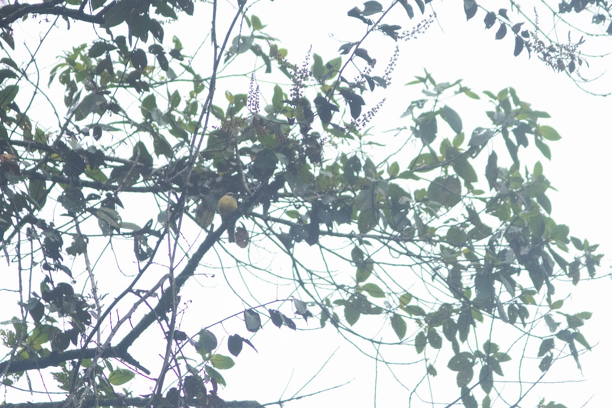 Tyran à ventre d'or - ML646686041