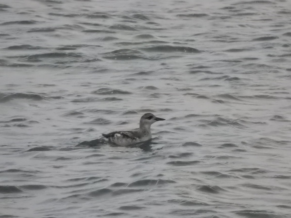 Black Guillemot - ML646686049