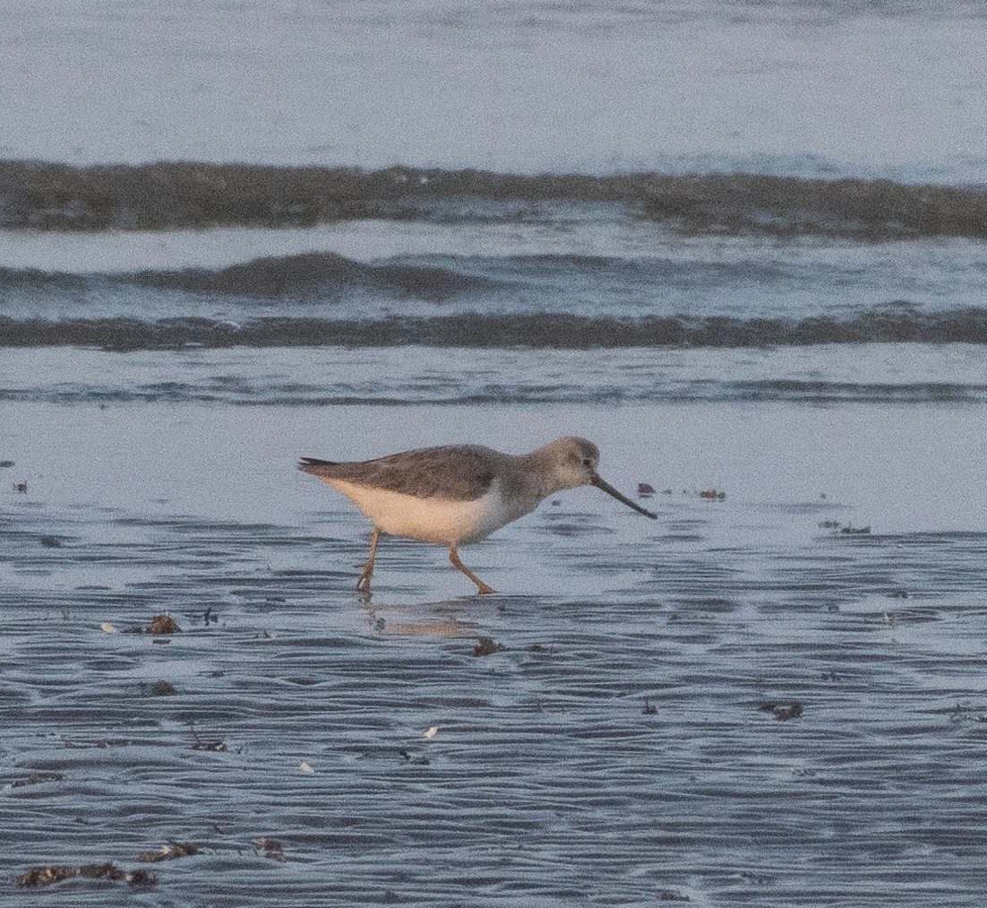 Terek Sandpiper - ML646686050