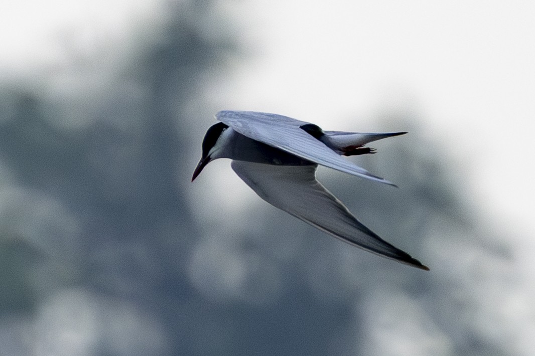 Guifette moustac - ML646686051