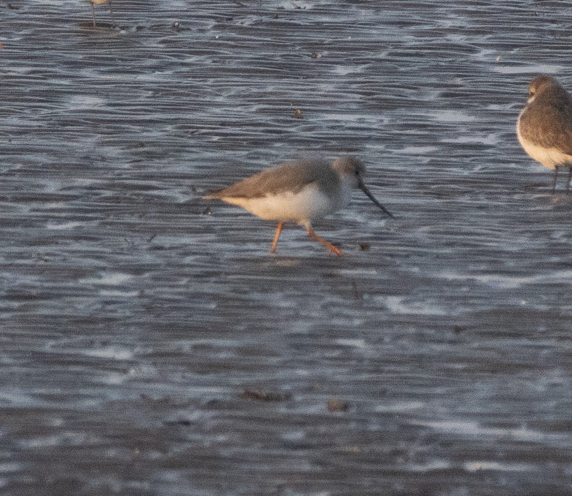 Terek Sandpiper - ML646686054