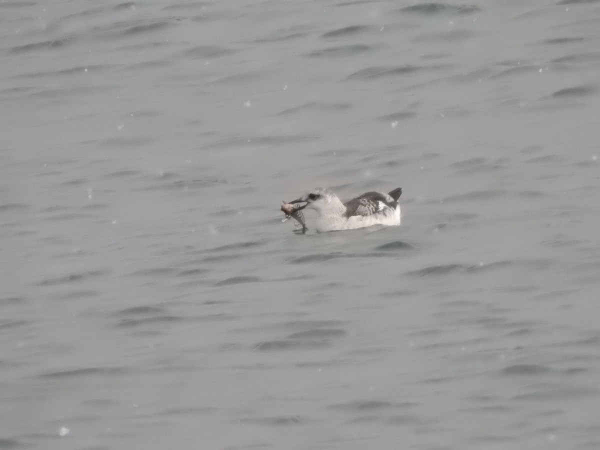 Black Guillemot - ML646686055