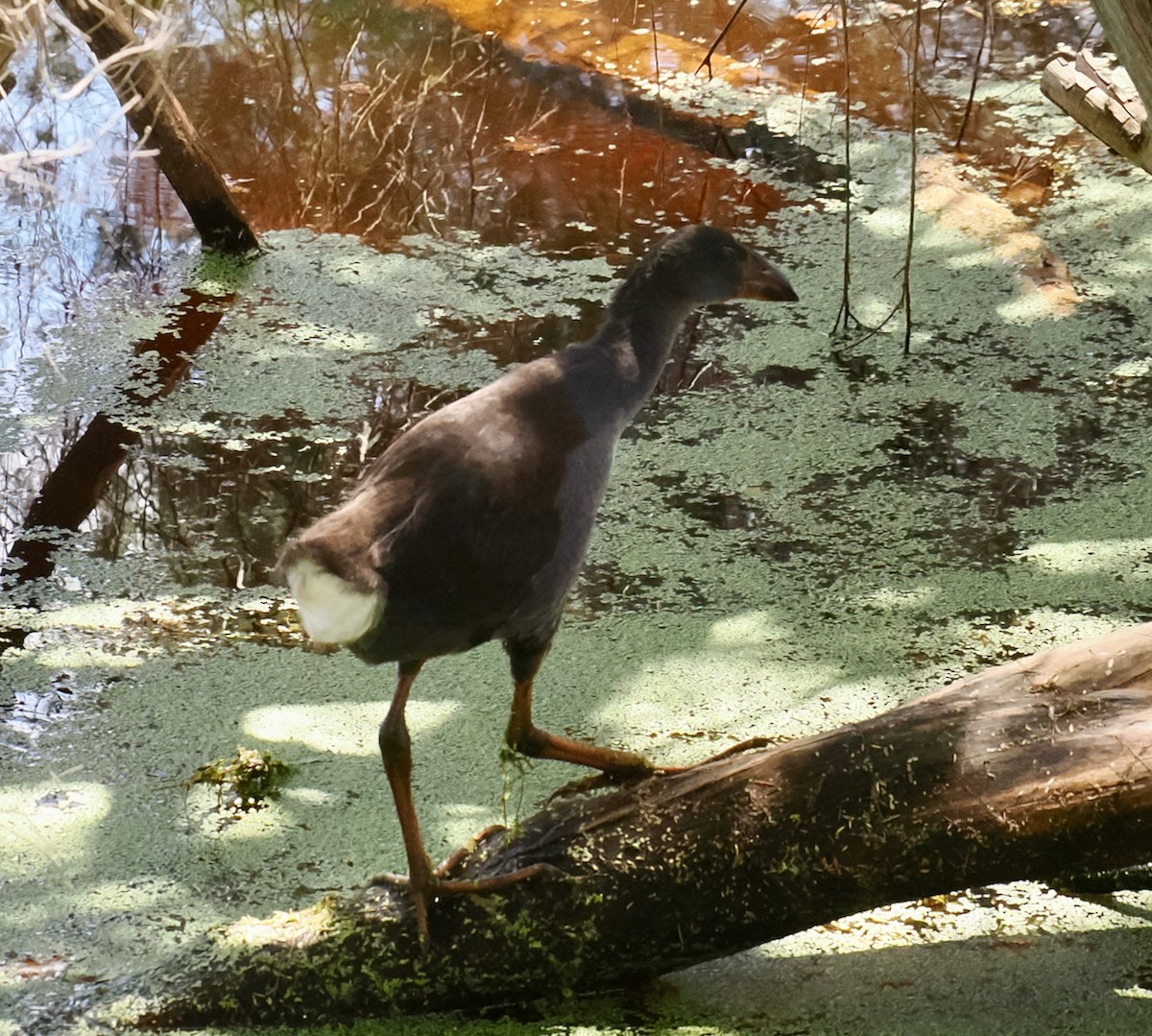 Australasian Swamphen - ML646686056