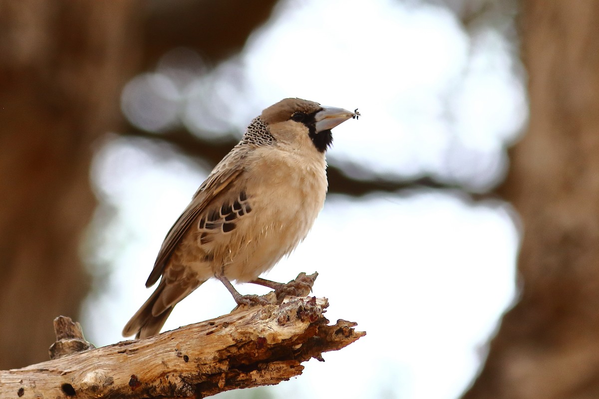 シャカイハタオリ - ML646686059