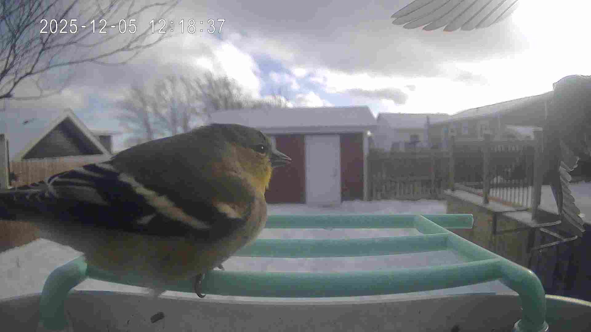 American Goldfinch - ML646686061