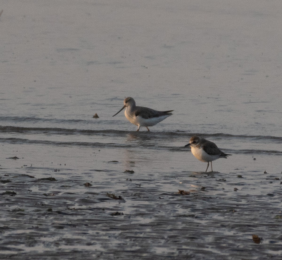 Terek Sandpiper - ML646686064