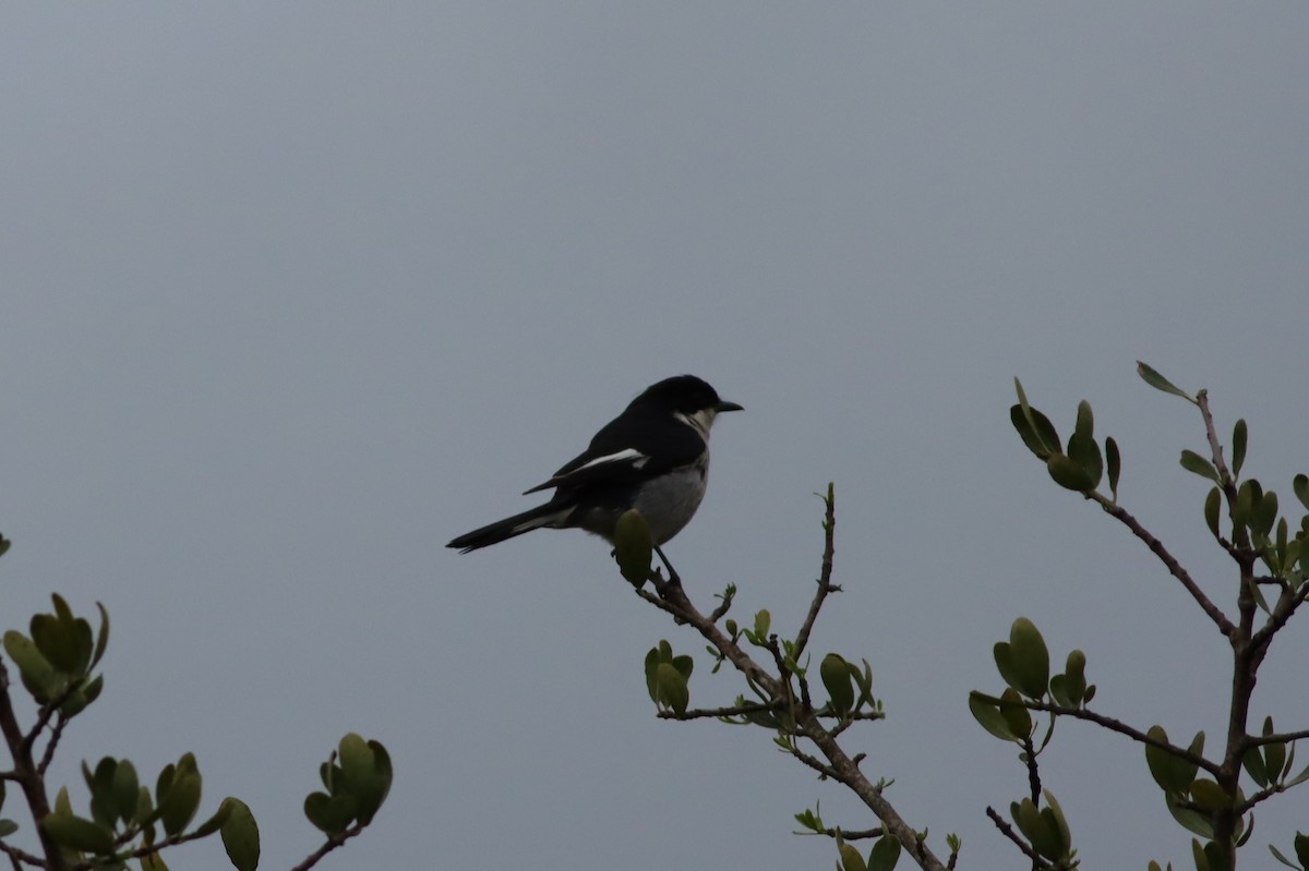 Fiscal Flycatcher - ML646686068