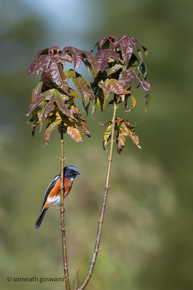 Ak Boğazlı Kızılkuyruk - ML646686073