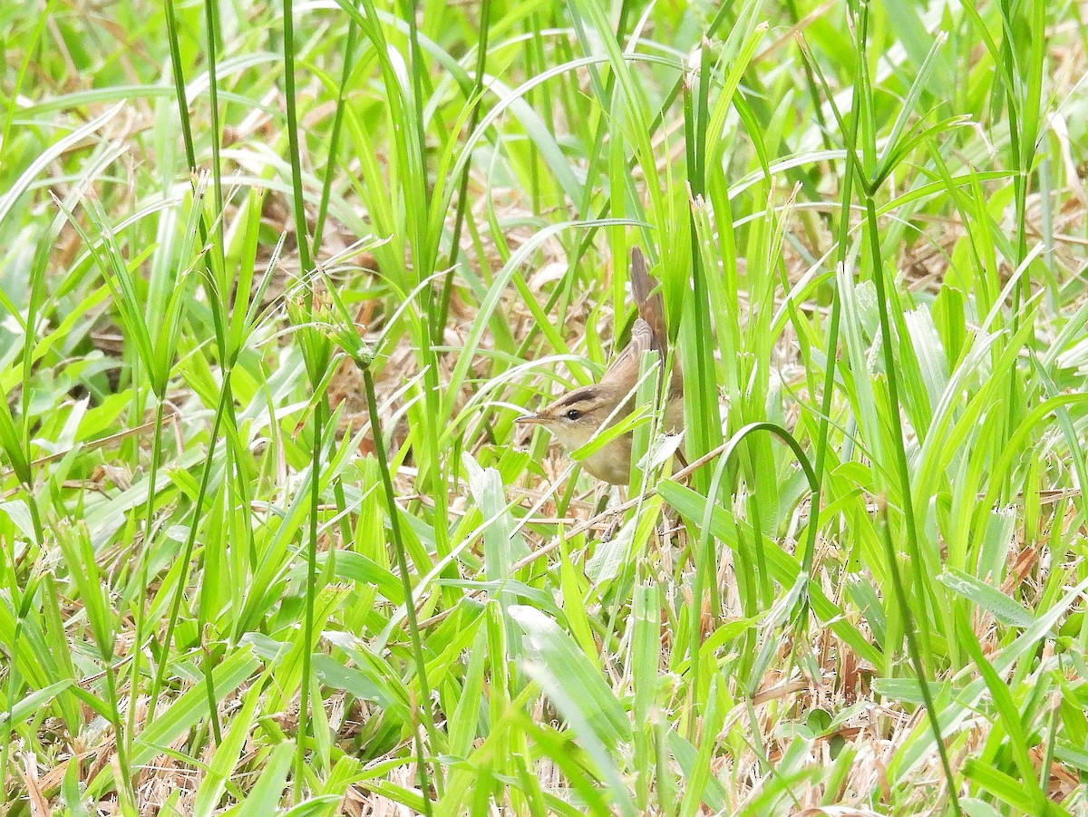 Очеретянка чорноброва - ML646686074