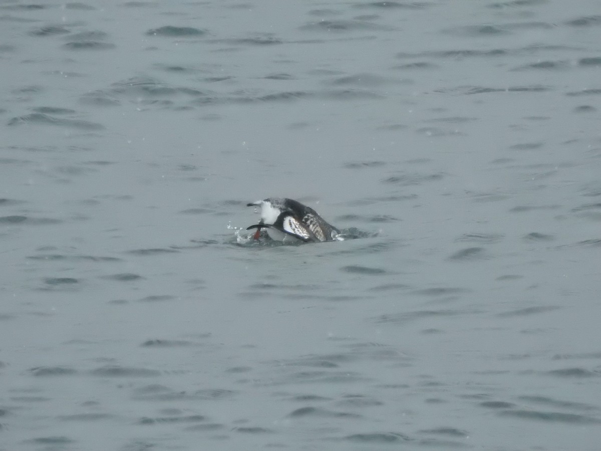 Black Guillemot - ML646686079