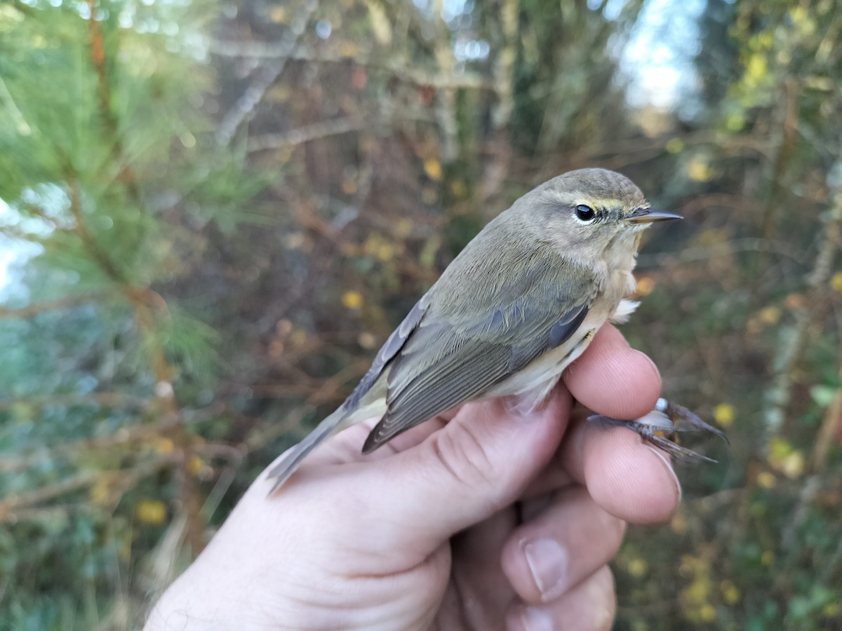 Вівчарик-ковалик - ML646686081