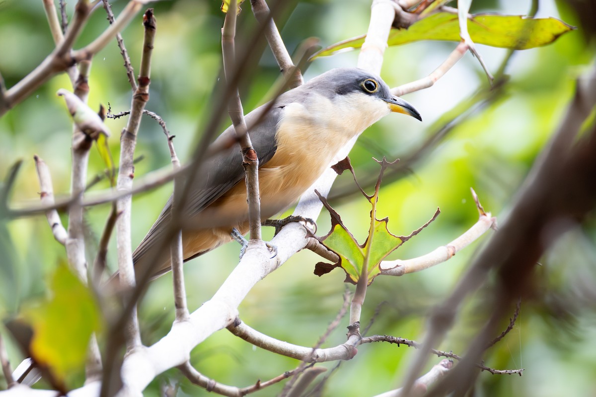 Mangrove Cuckoo - ML646686082