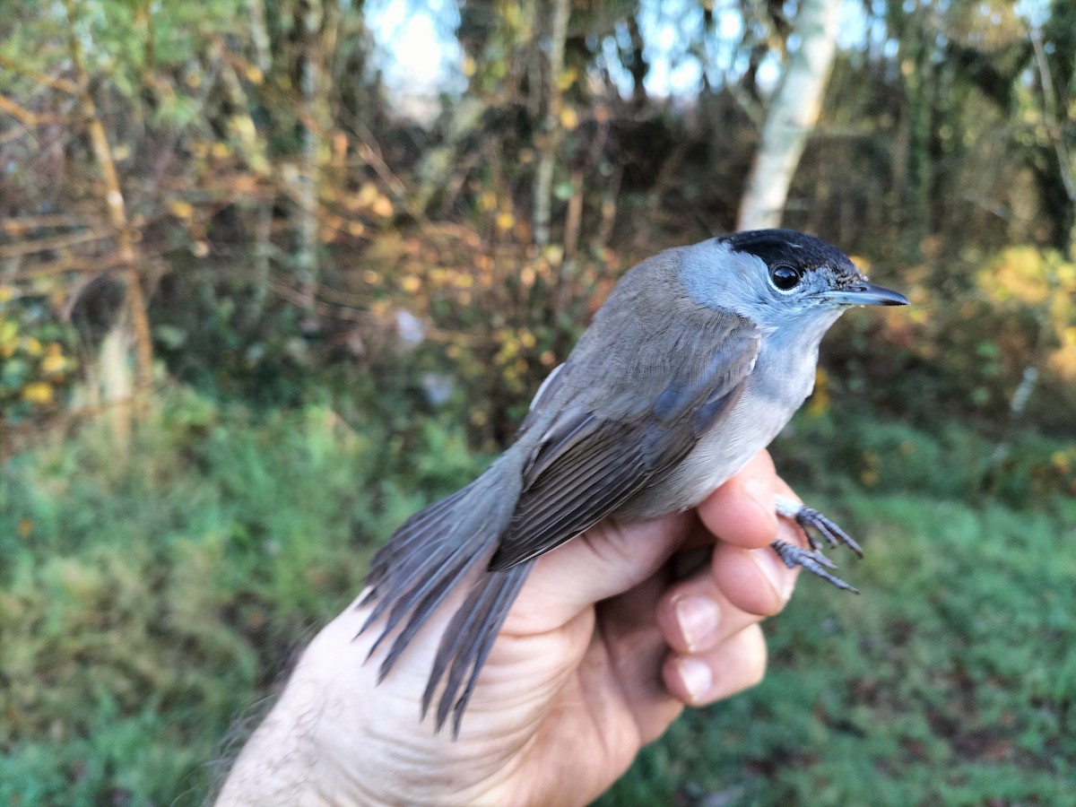 Кропив'янка чорноголова - ML646686086