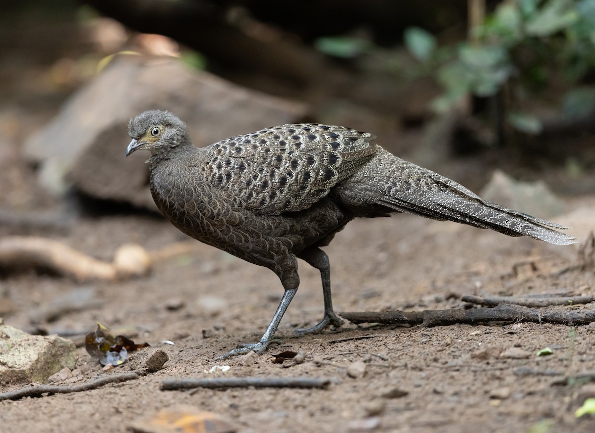 コクジャク - ML646686087