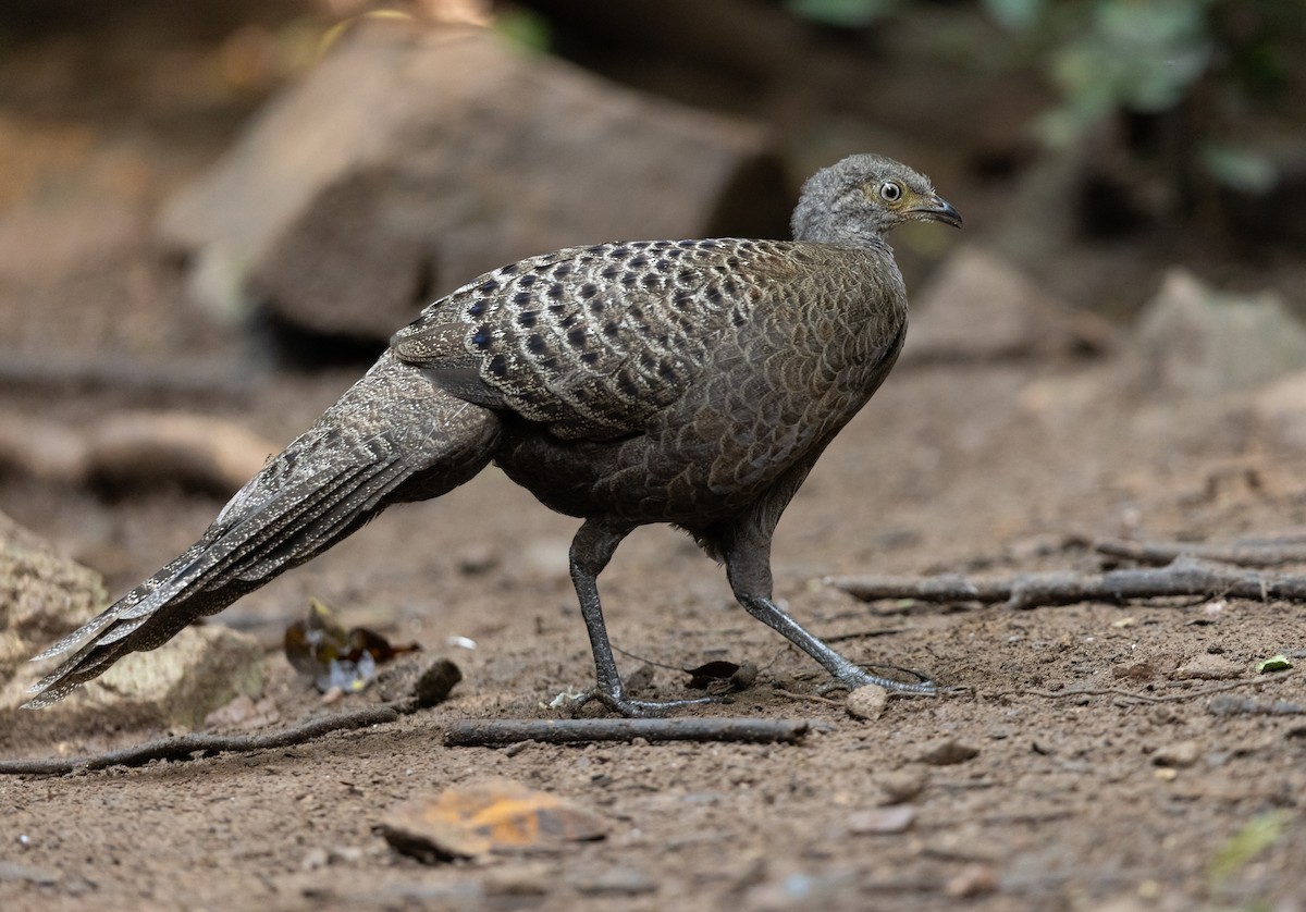 コクジャク - ML646686088