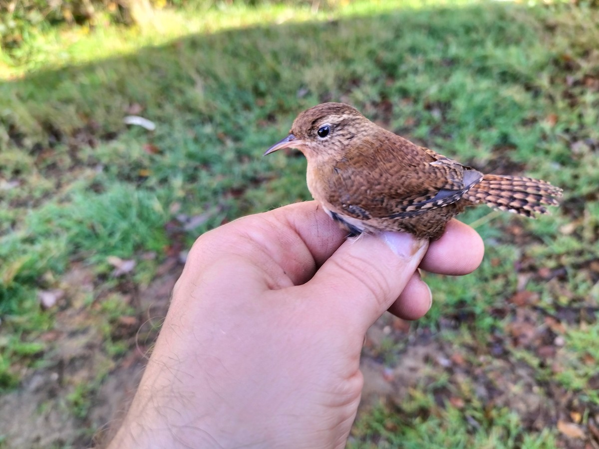 Волове очко - ML646686091