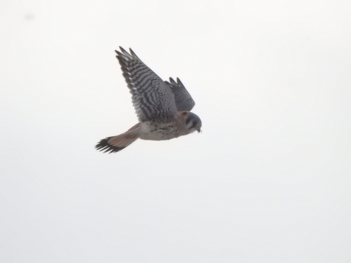 American Kestrel - ML646686092