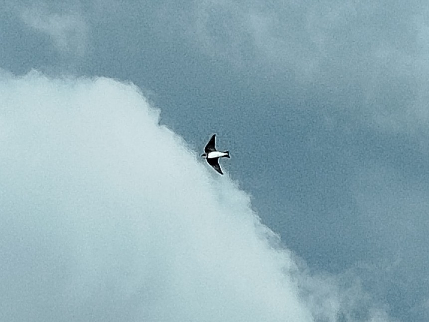 灰沙燕 - ML646686093