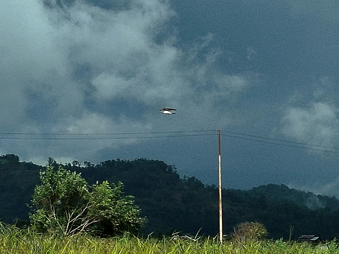 灰沙燕 - ML646686094