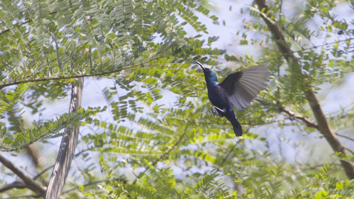 Mor Nektarkuşu - ML646686095