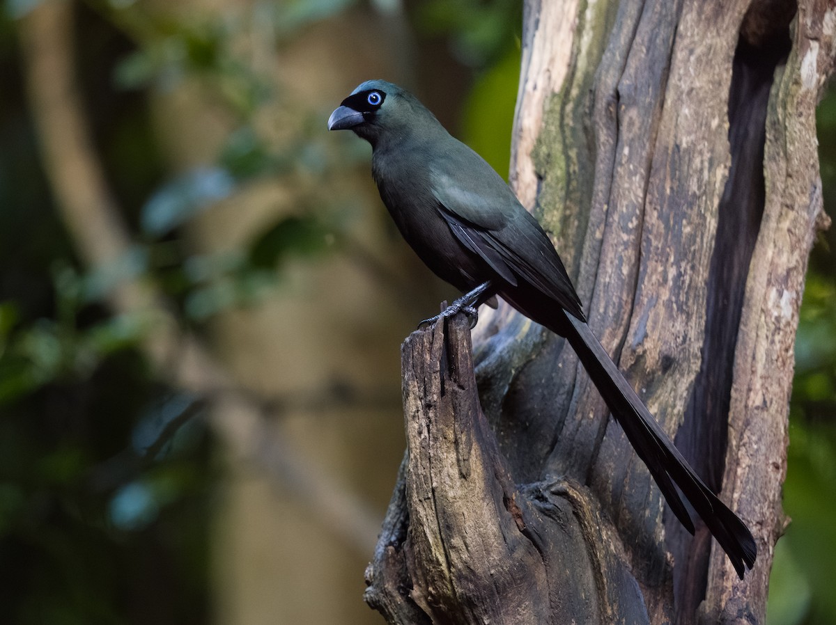 クロラケットオナガ - ML646686097