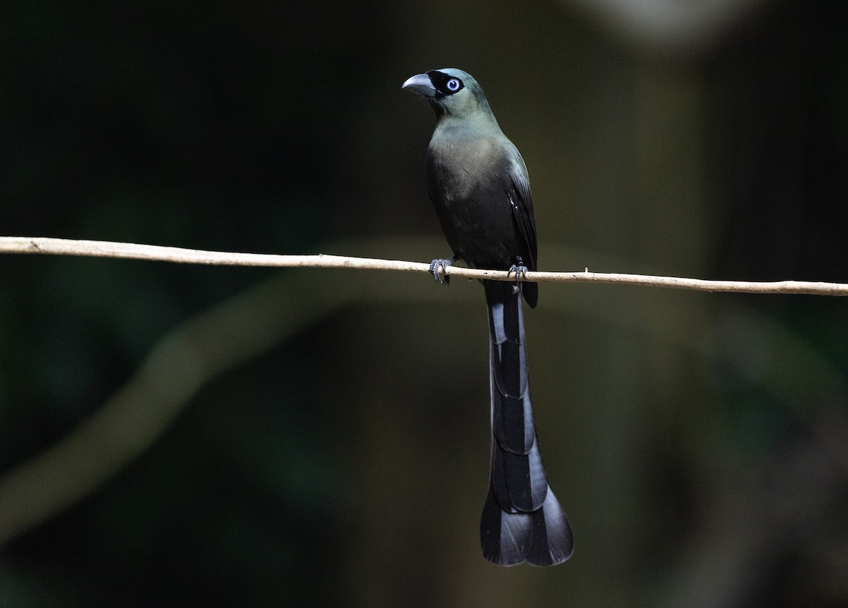 クロラケットオナガ - ML646686098