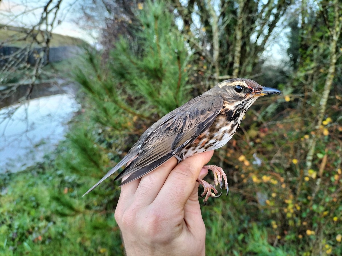 Дрізд білобровий - ML646686100