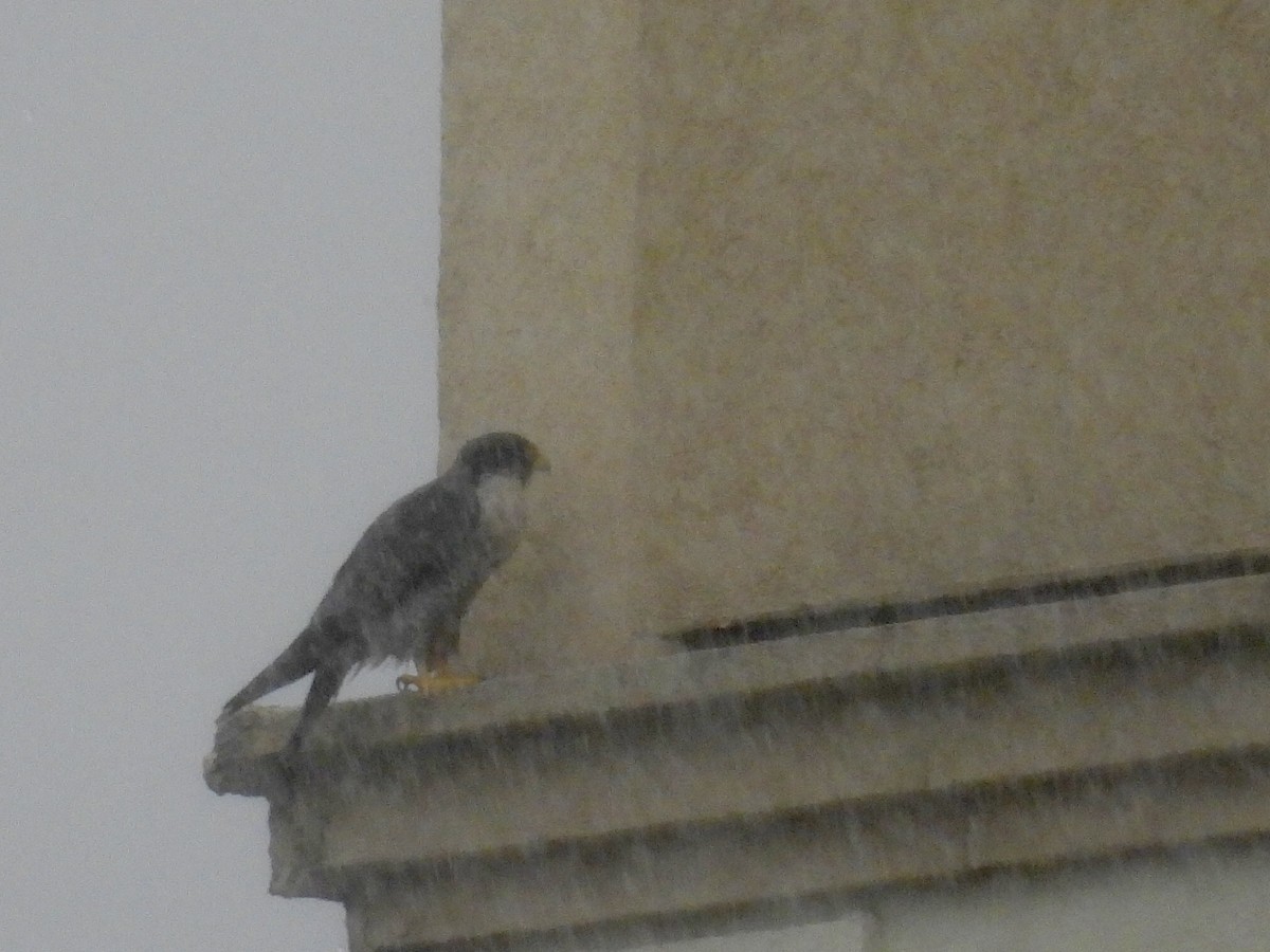 Halcón Peregrino - ML646686101