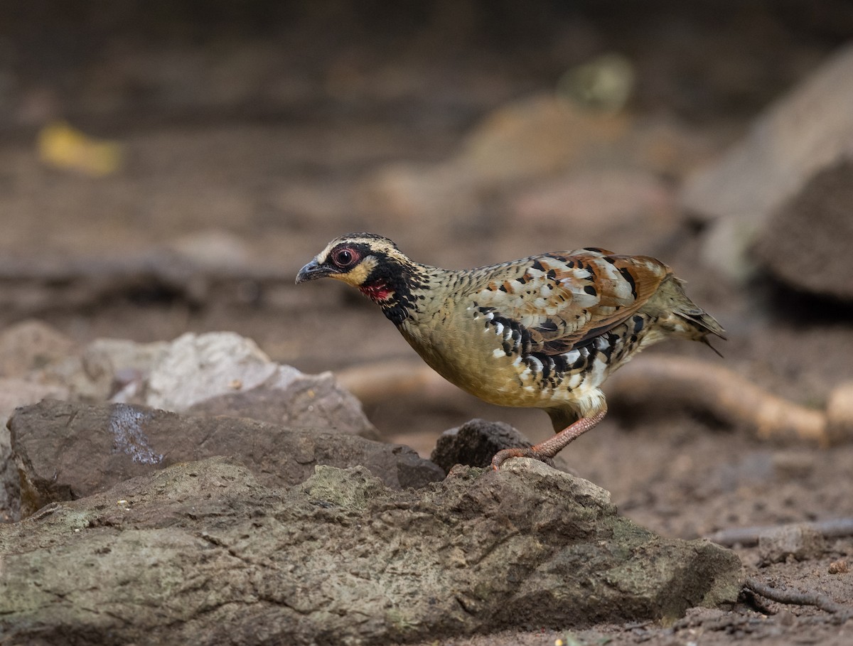 チャムネミヤマテッケイ - ML646686102