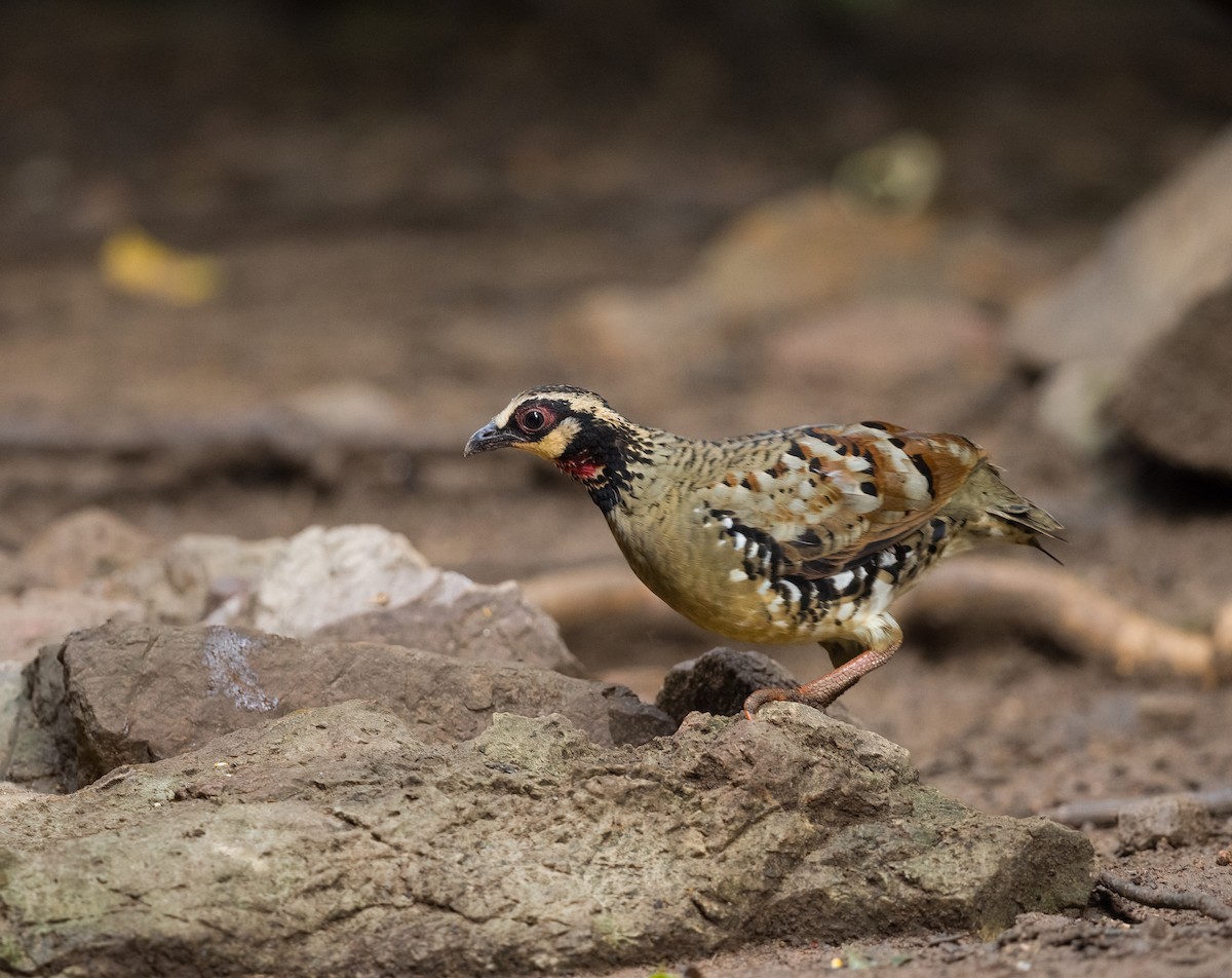 チャムネミヤマテッケイ - ML646686103