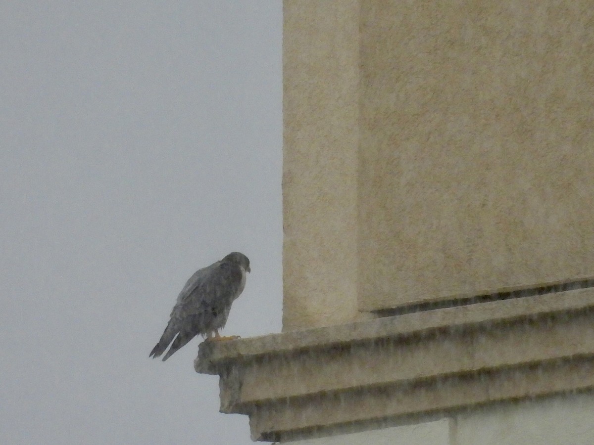 Halcón Peregrino - ML646686104