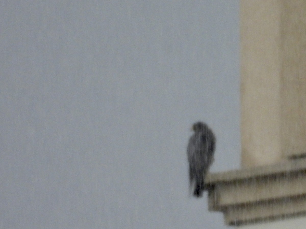 Halcón Peregrino - ML646686105